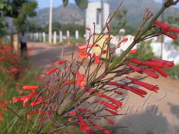 آشنایی با گل مرجانی